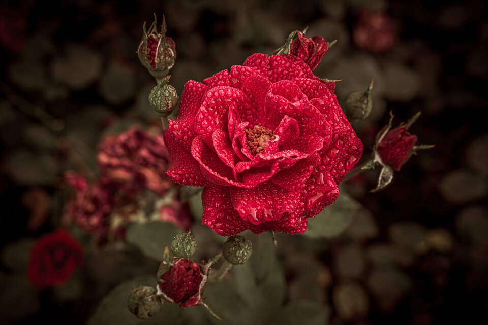 "Róża to twoja wierność, zdrada i wniebowstąpienie" - mystic