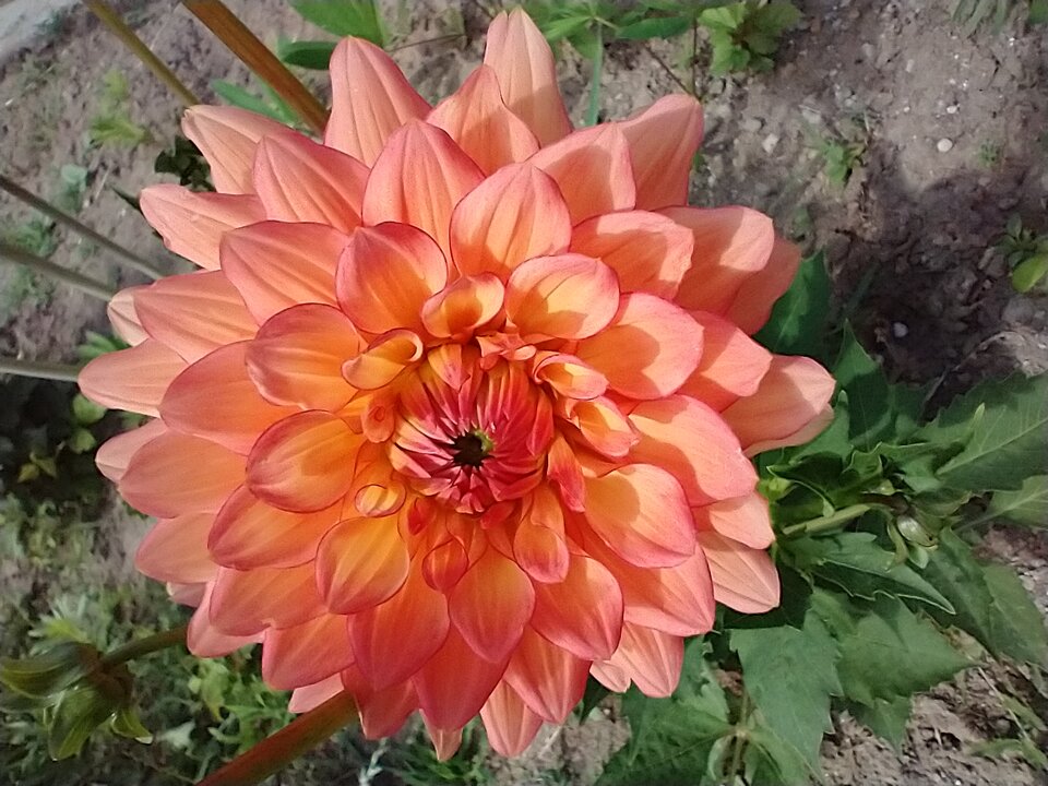 IMG_20220704_095234483.jpg - skrad_dleihs