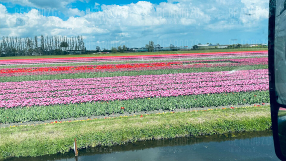 tulipany.jpeg - bear00zg