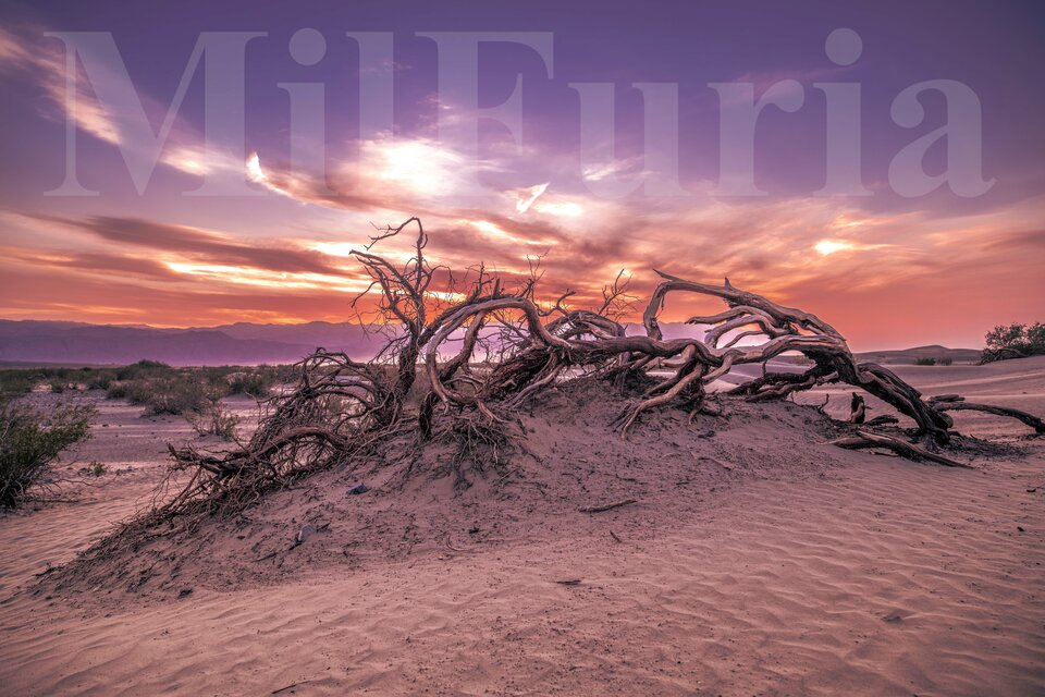 MilFuriowe wieczory magiczno-godzinne - milFuria