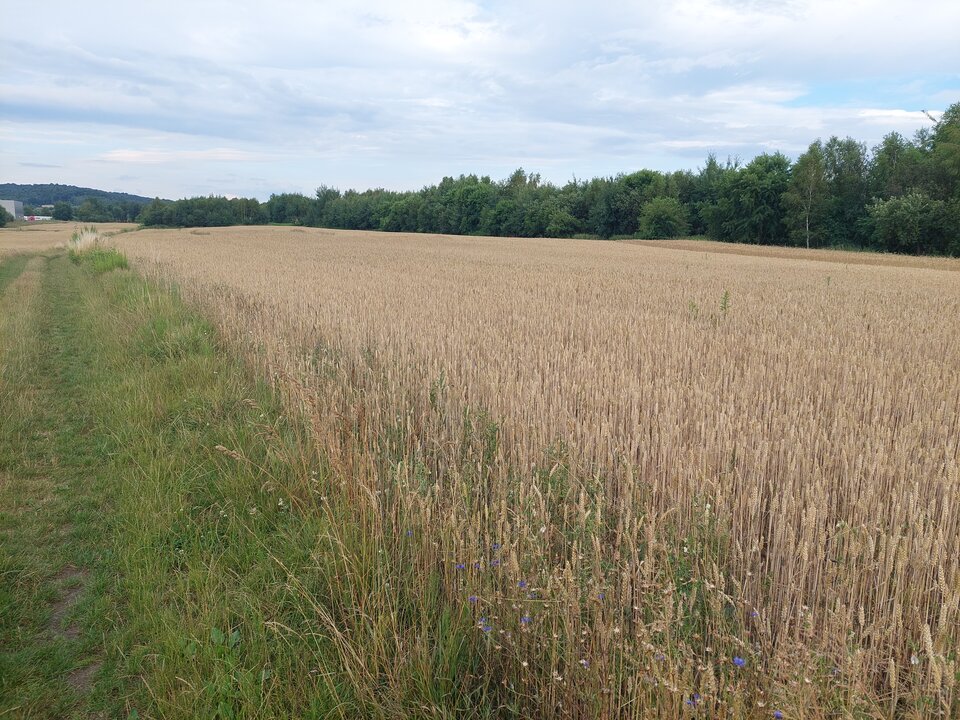 20220709_182853[1].jpg - Wykladowca