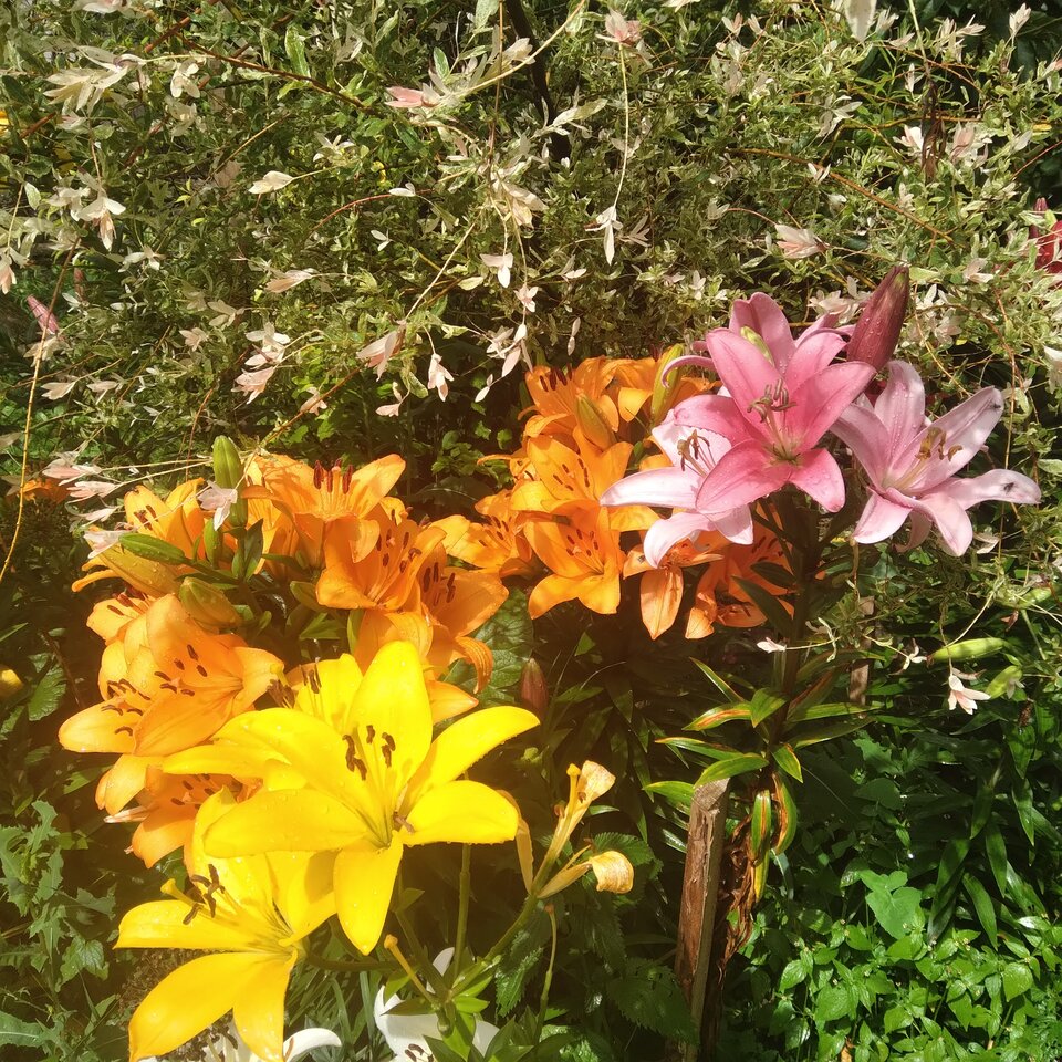 20220710_145547.jpg - Krzyszto1234