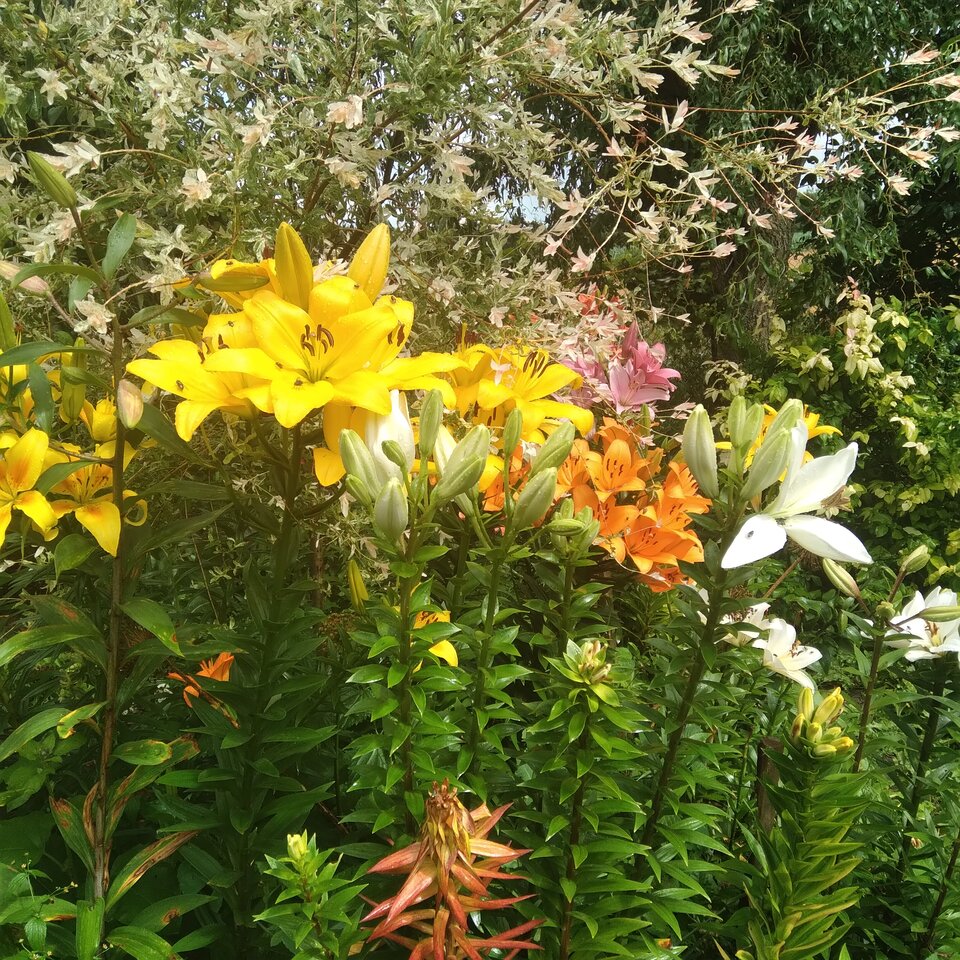 20220710_145533.jpg - Krzyszto1234