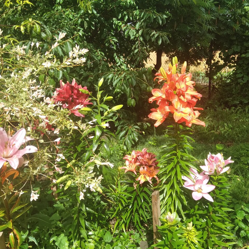 20220710_145544.jpg - Krzyszto1234