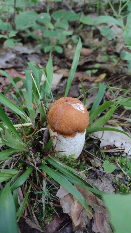 62b09f23678df_o_medium.jpg - olus26tv