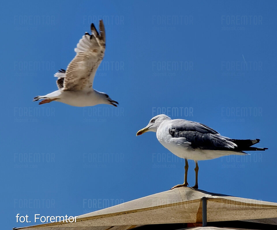 złodziejaszki frytkowe 😀🍟.jpg - foremtor