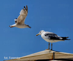 złodziejaszki frytkowe 😀🍟.jpg