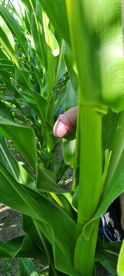 Kolba jeszcze nie wyrosła ale poczekam i będzie moja - jajniczekorazplemniczek