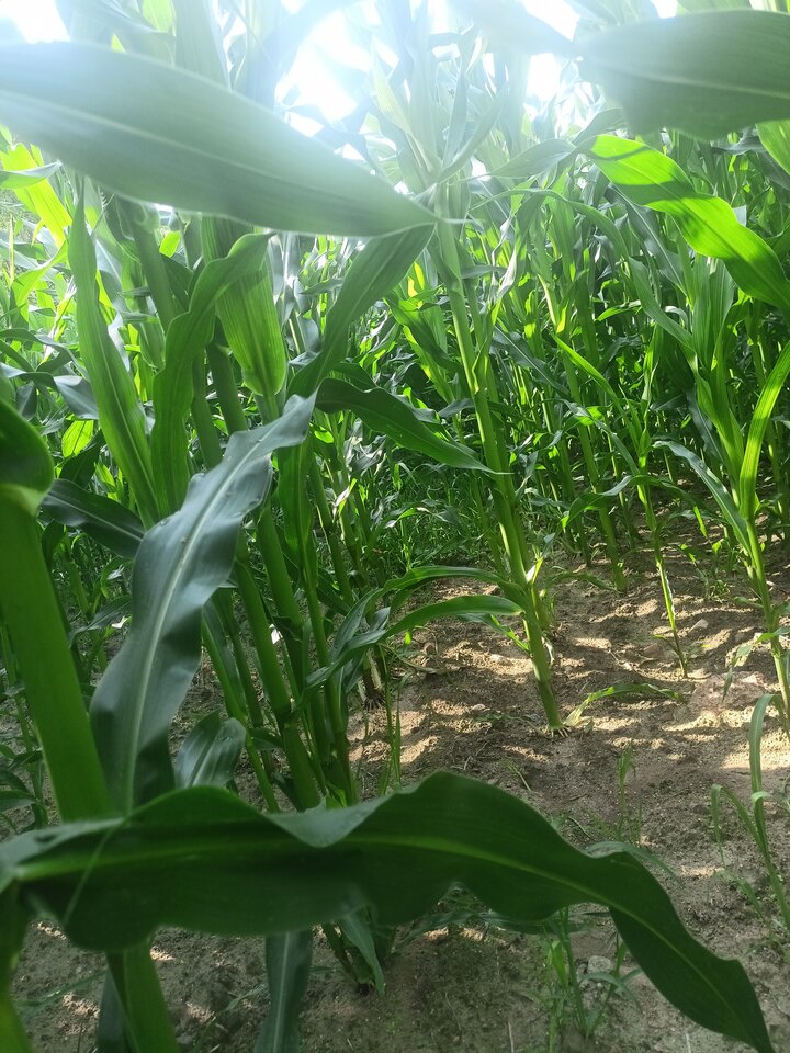 IMG_20220721_092044_01.jpg - JaroBravo