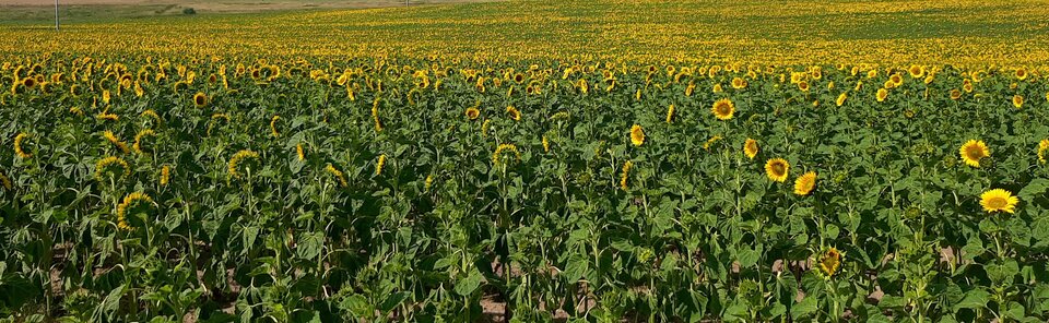 IMG-20220722-WA0003.jpeg - dino8