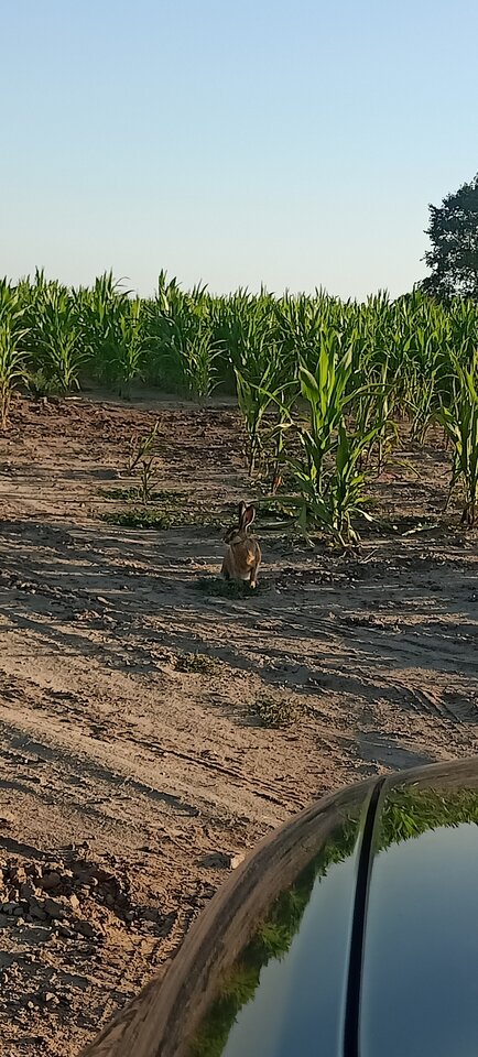 IMG20220724063923.jpg - Zorro8