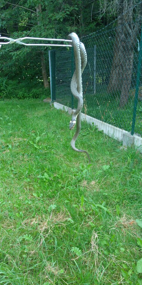 IMG_20220724_102255.jpg - STORCK