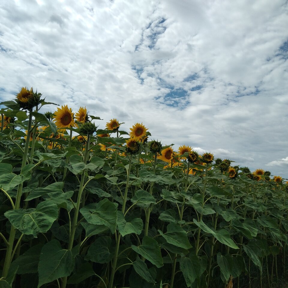 20220718_130152.jpg - Krzyszto1234