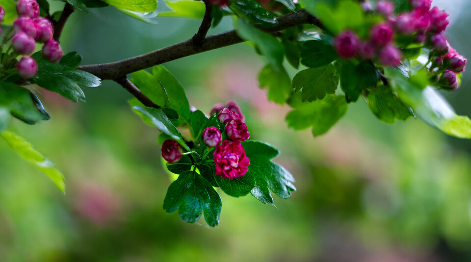 IMG_3026.jpg - Roscoo