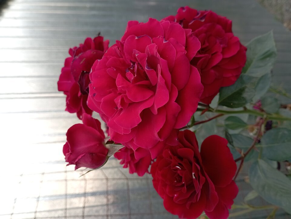 IMG_20220726_193020.jpg - 19slaw79