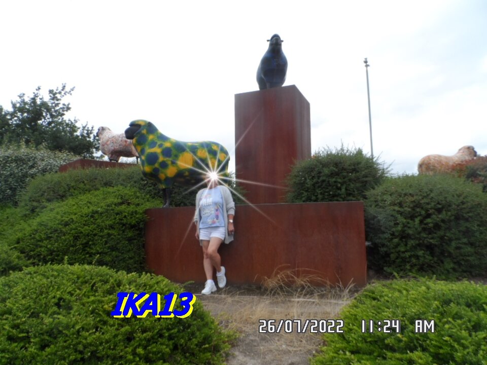 SAM_4110.JPG - ika13