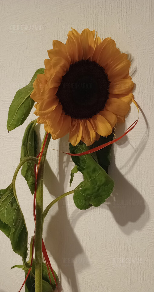 Urodzinowo 😈 - NiebieskaPani