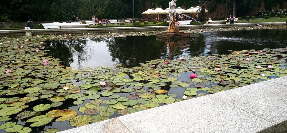 Nenufary.jpg - Sexoludy