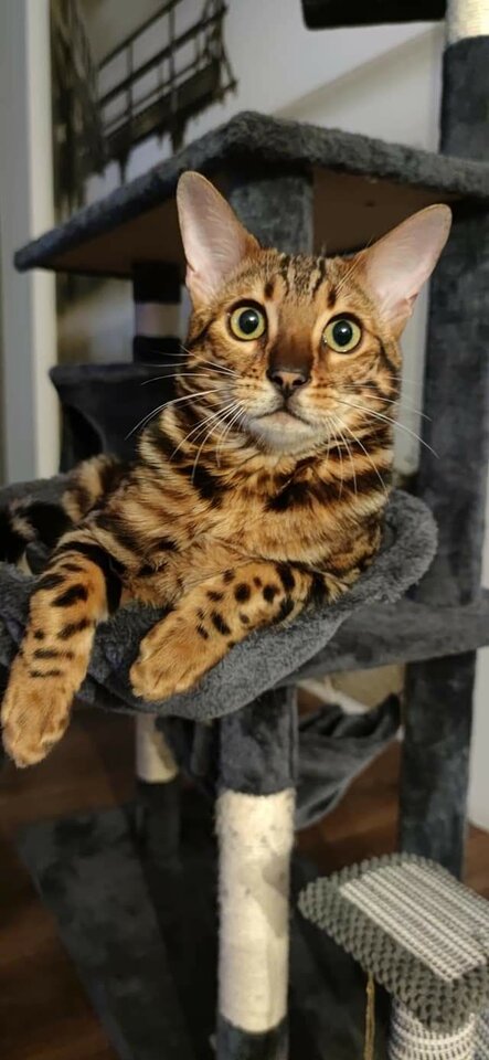 FB_IMG_1610780365801.jpg - Cierpliwy_on