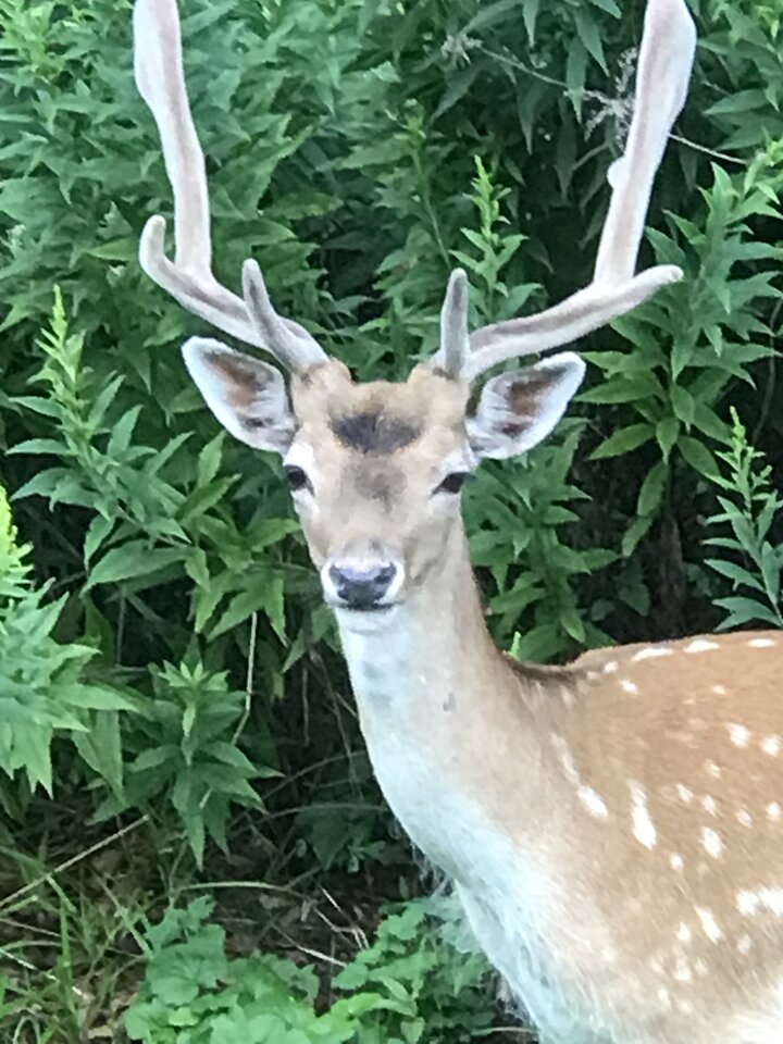 A565CA7F-91F0-46DB-835A-0770F40AAA98.jpeg - Mercedes55