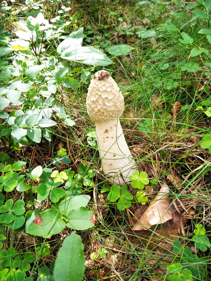 IMG_20220731_151821.jpg - Cowtrawie