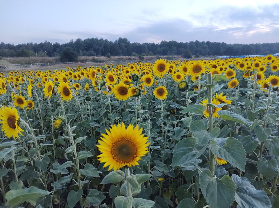 IMG_20220803_204857112.jpg - Honey1970