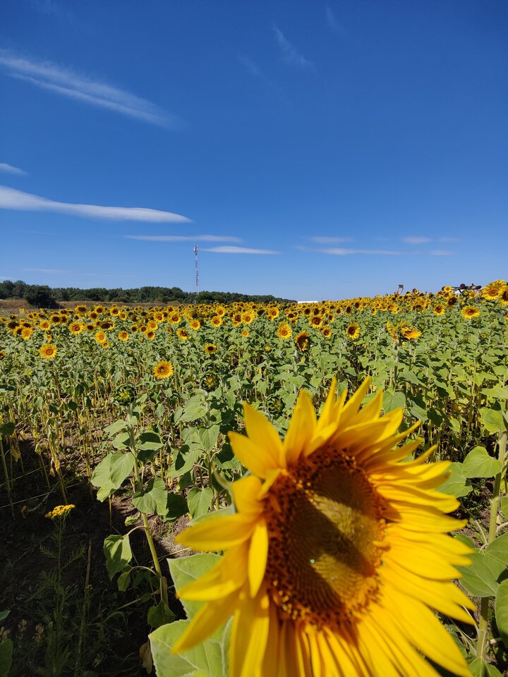 SlonecznikiWoodstock.jpg - cardamooon