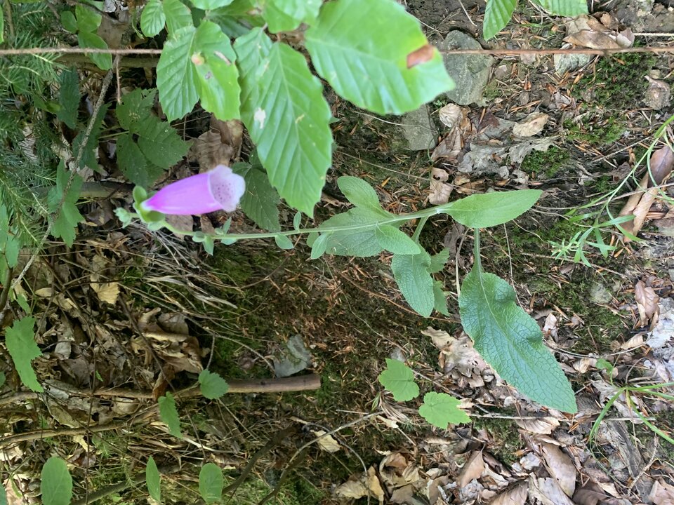 83788377-41CA-49CB-A1B0-C4A1391D5431.jpeg - tom745