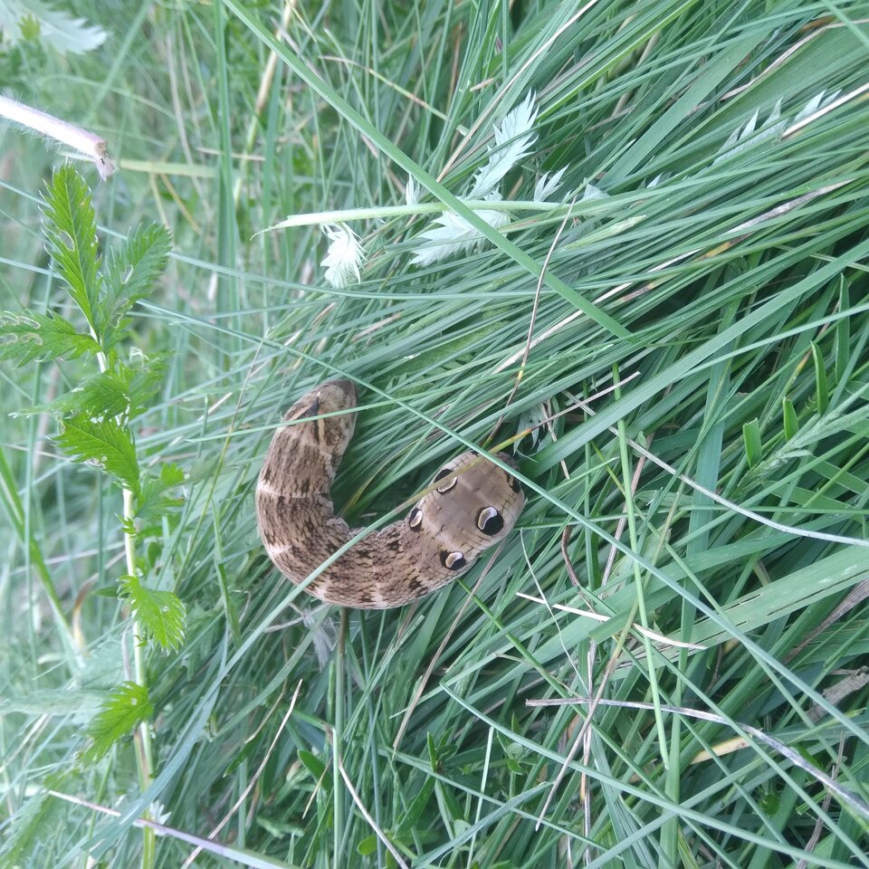 20220809_192118.jpg - Krzyszto1234