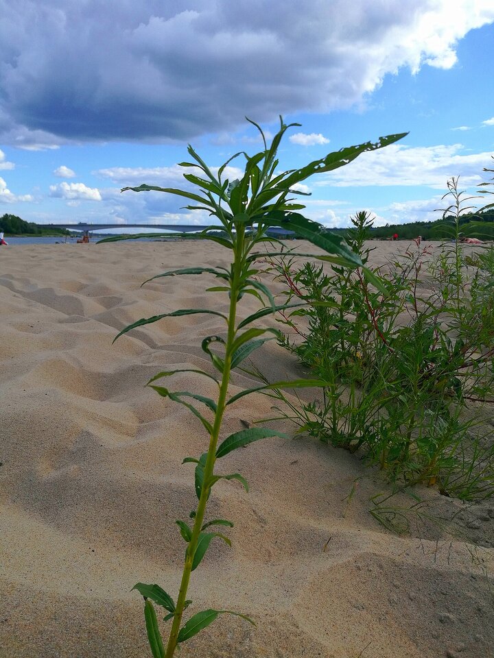 IMG_20220810_182246.jpg - JJ281a