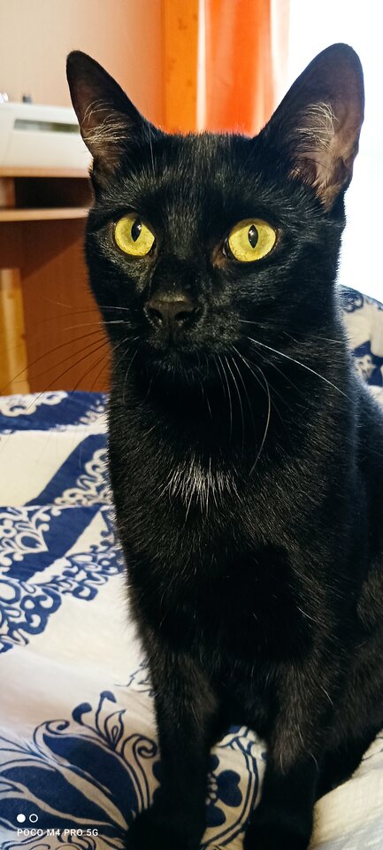 Podobno lubicie Kotki 😄 - Napaleni75