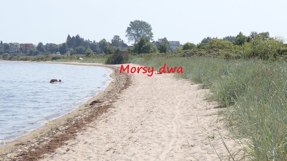 Plaża Rewa (golasów) . - Morsy_dwa