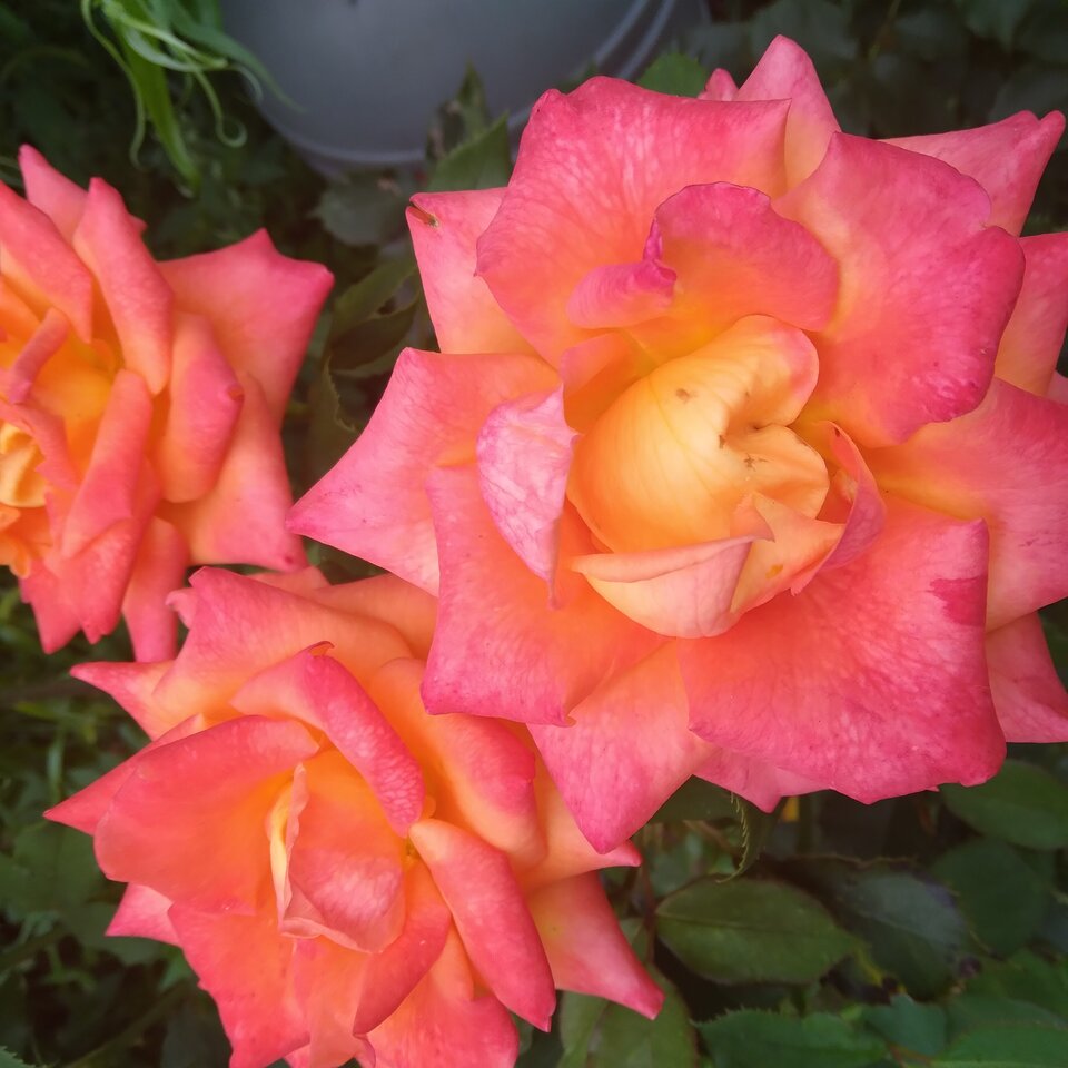 20220814_083133.jpg - Krzyszto1234