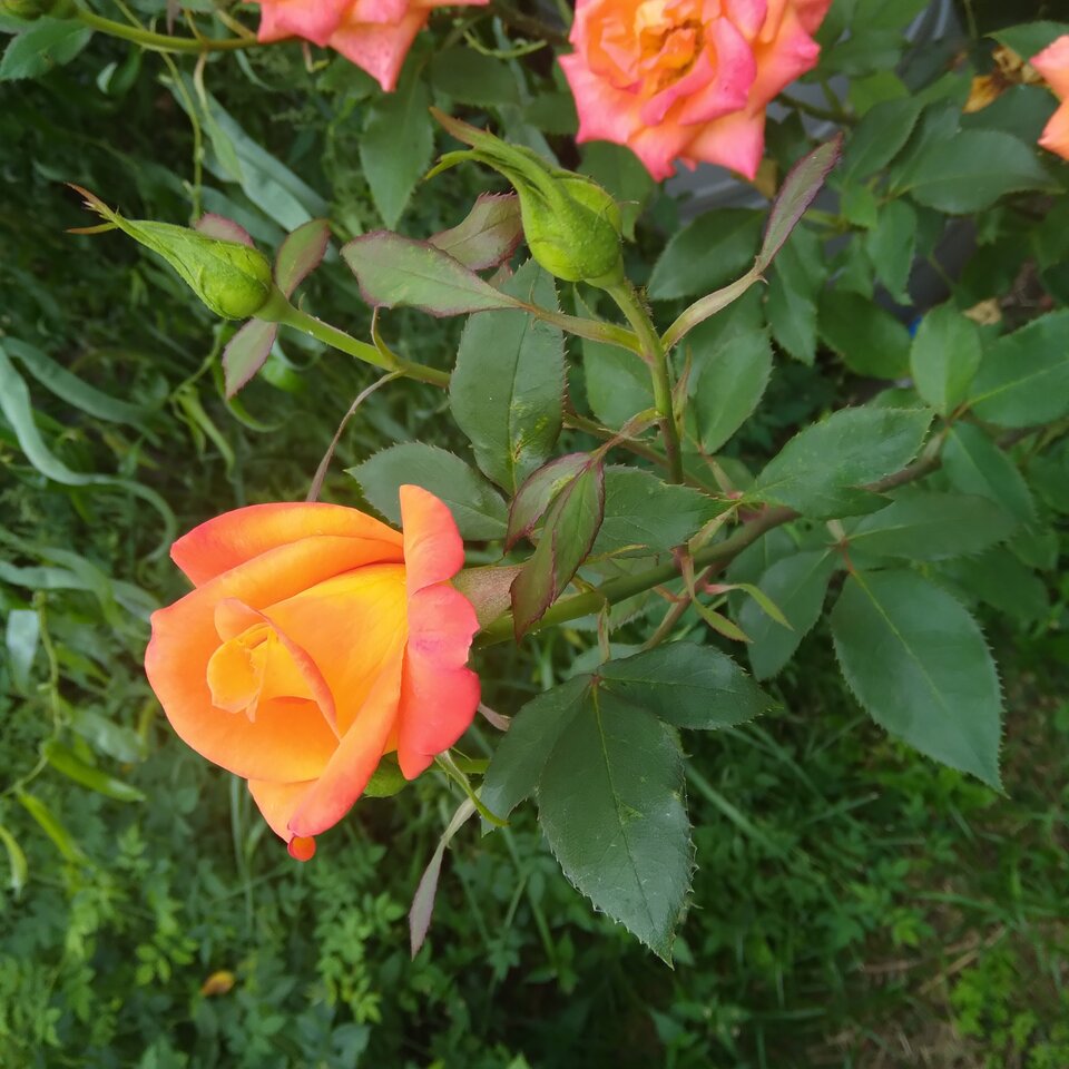 20220814_083145.jpg - Krzyszto1234