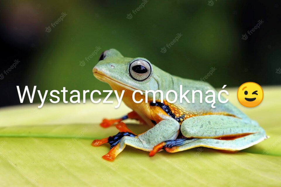 latajaca-zaba-siedzaca-na-zielonych-lisciach_488145-308~2.jpg - Xwojtexx