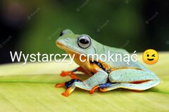 latajaca-zaba-siedzaca-na-zielonych-lisciach_488145-308~2.jpg