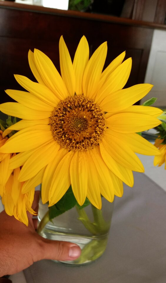 Kfiatek.jpg - Sexoludy