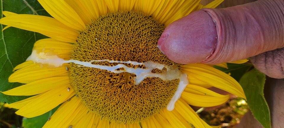 Lukrowany słonecznik - Dobrykontakt20