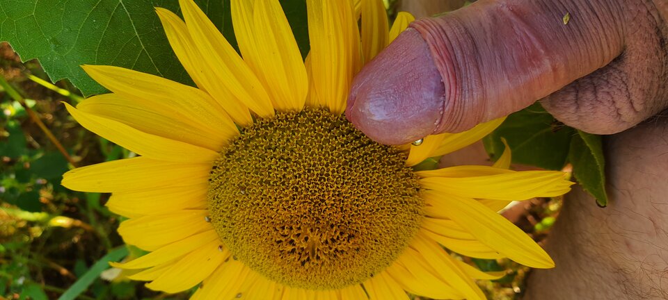 Słonecznik - Dobrykontakt20