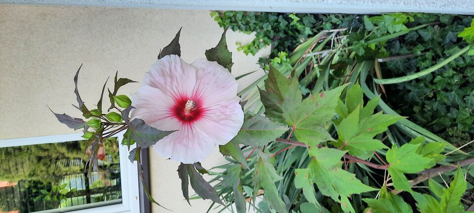 20220818_181951.jpg - koocio