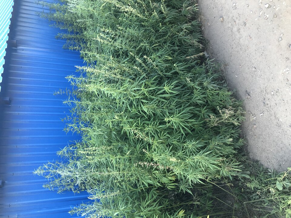 25385155-CA34-4D8E-8616-E6E0CFA4D0E6.jpeg - Twoja_Kottka