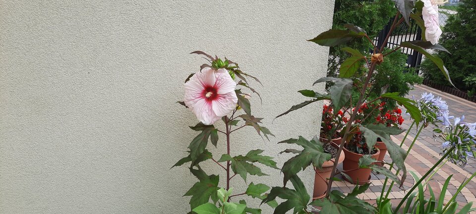 20220821_084646.jpg - koocio