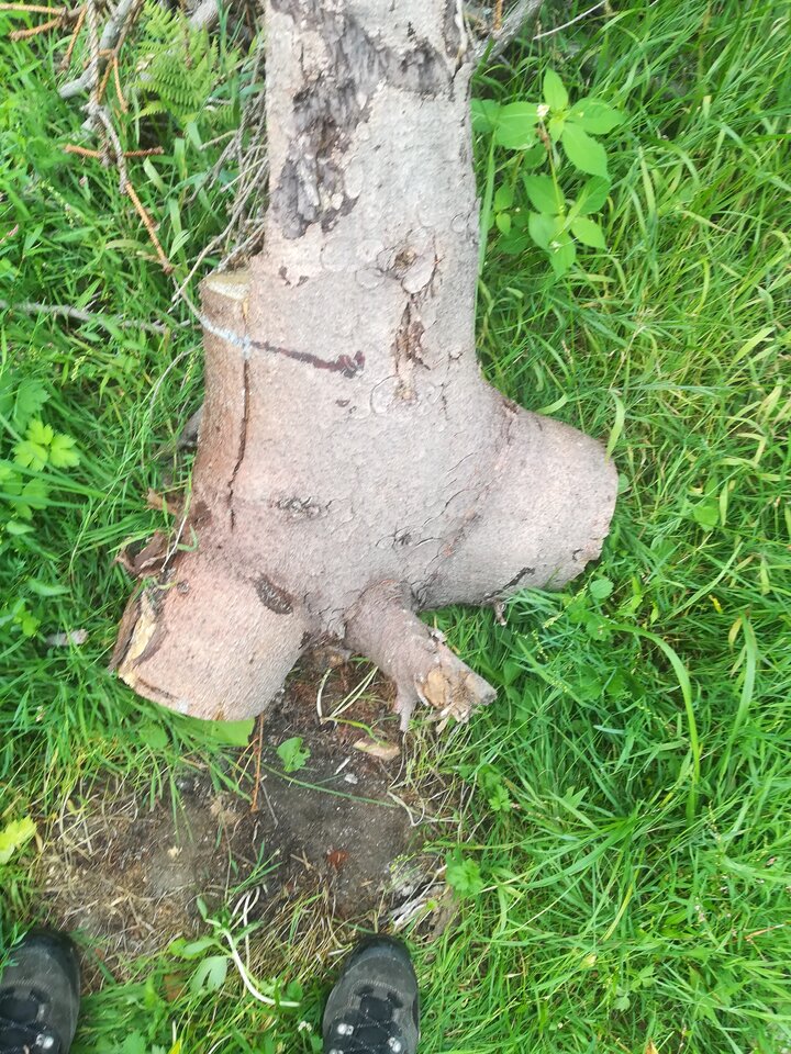 IMG_20220820_125013.jpg - LucyintheSkywithDiamond