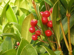 SZKOCJA 2007 021.jpg