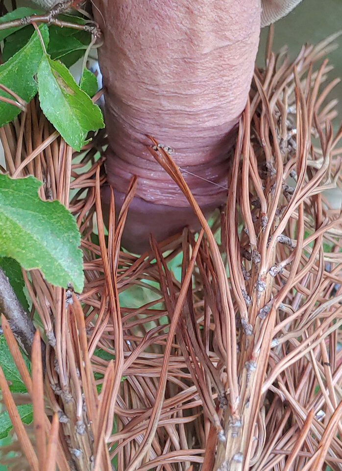 PSX_20220821_104841.jpg - Chagal69