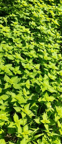 🌿🌿🌿🌿🌿🌿🌿🌿🌿🌿🌿