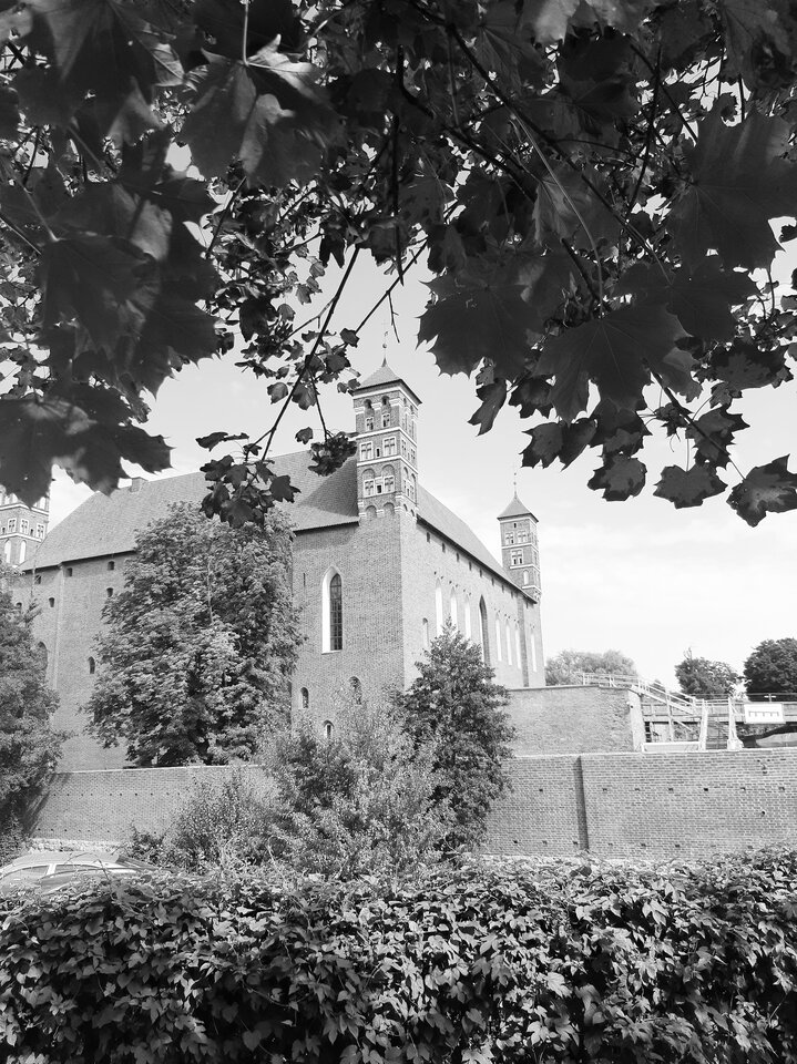 20220825_131500.jpg - dino8