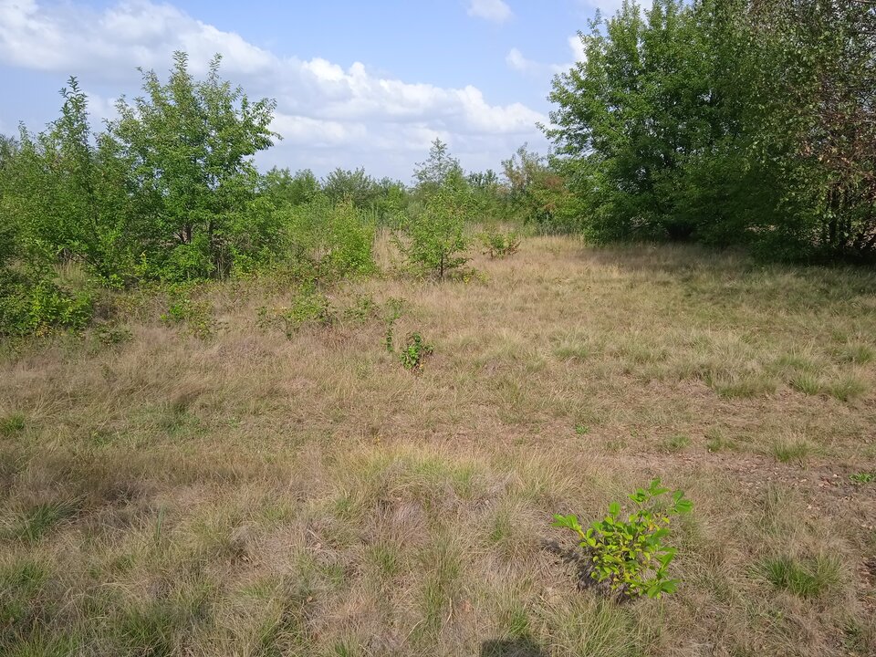 16614366751301498627846931503749.jpg - kurkis