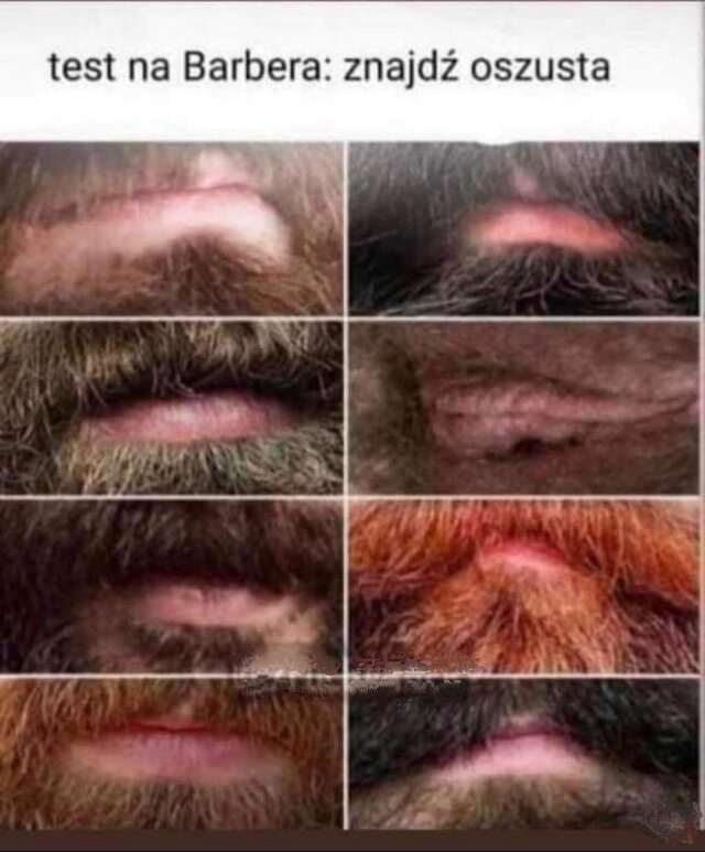 szary_wilk_