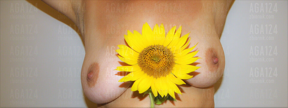 Słonecznik - aga124